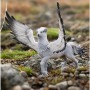 Фигурка Schleich Гипогриф Бакбик (13988)