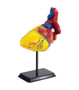 Набір для досліджень Edu-Toys Модель серця людини збірна, 14 см (SK009)