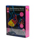Набір для досліджень Edu-Toys Модель серця людини збірна, 14 см (SK009)