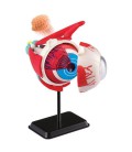 Набір для досліджень Edu-Toys Модель очного яблука збірна, 14 см (SK007)
