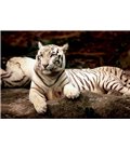 Trefl Пазл Бенгальський тигр, 1500 ел. (26075)